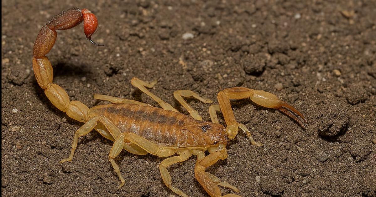 (Imagen ilustrativa)