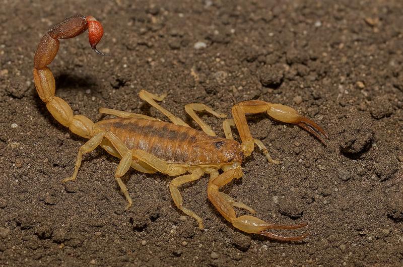  (Imagen ilustrativa)