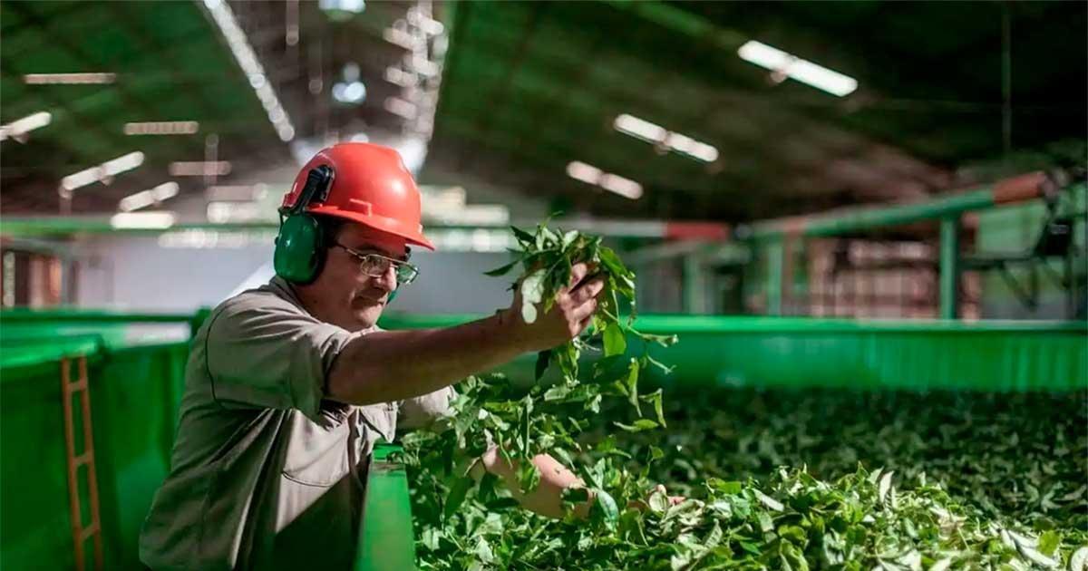 El gobierno nacional quiere desregular la yerba mate