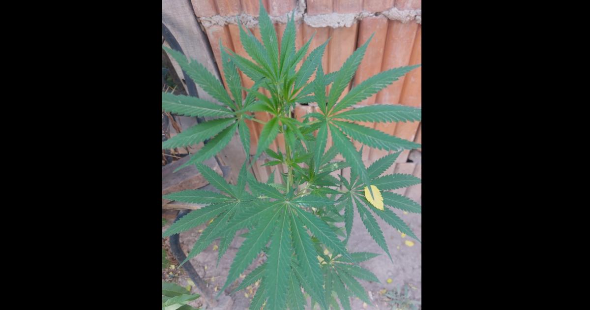 Insoacutelito- fueron por un informe socioambiental y terminaron secuestrando 15 plantas de marihuana en Campo Gallo