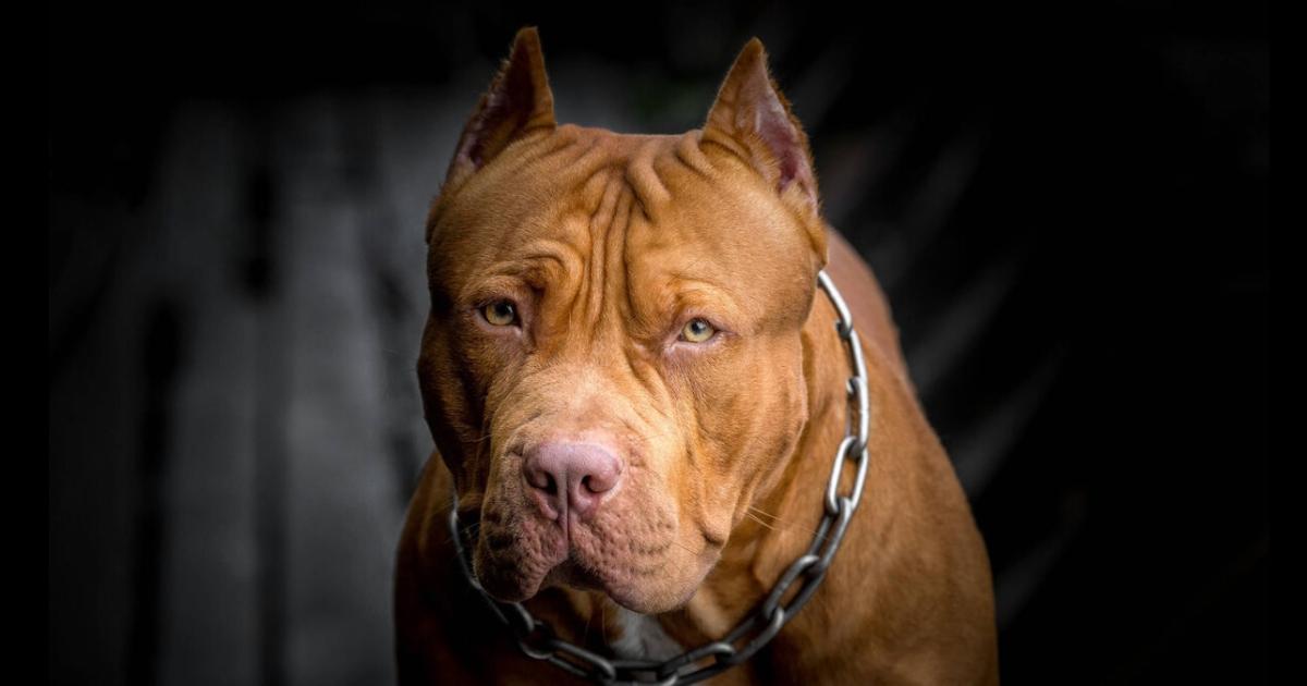 Horror en Bordm Borges- perro pitbull atacoacute a un joven y lo mordioacute en la cabeza