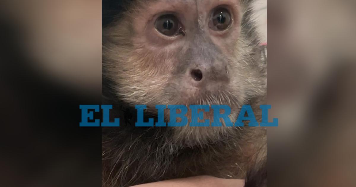 Sorpresa en el barrio Cabildo- un mono capuchino aparecioacute en lo alto de un aacuterbol