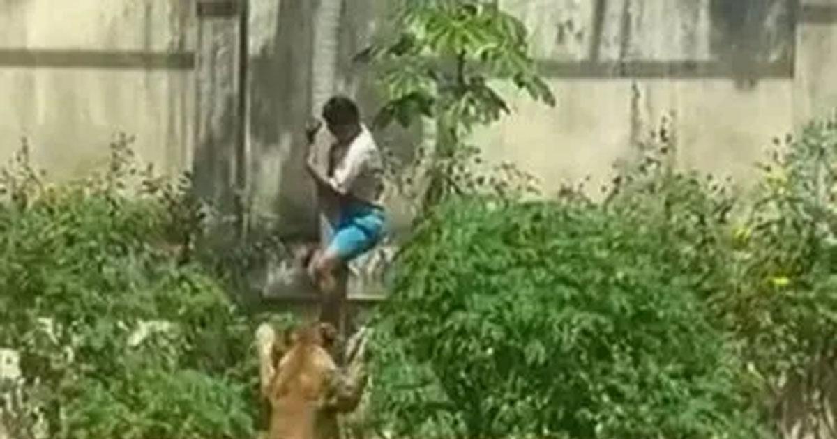 Quieacuten era el joven que murioacute tras ser atacado por una leona en un zooloacutegico