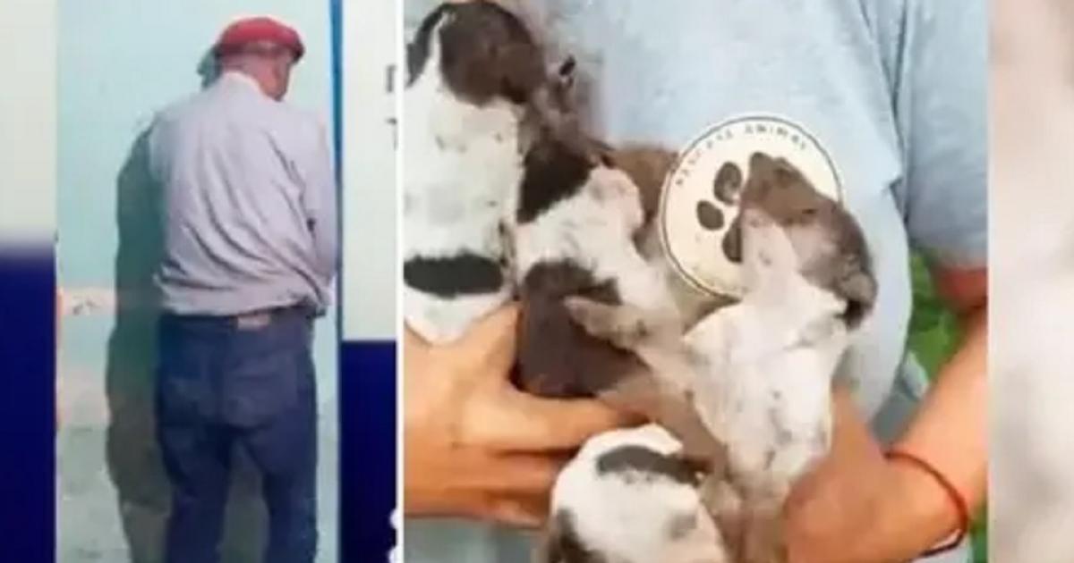 Maltrato animal- condenan a un hombre que enterroacute vivos a cuatro cachorros