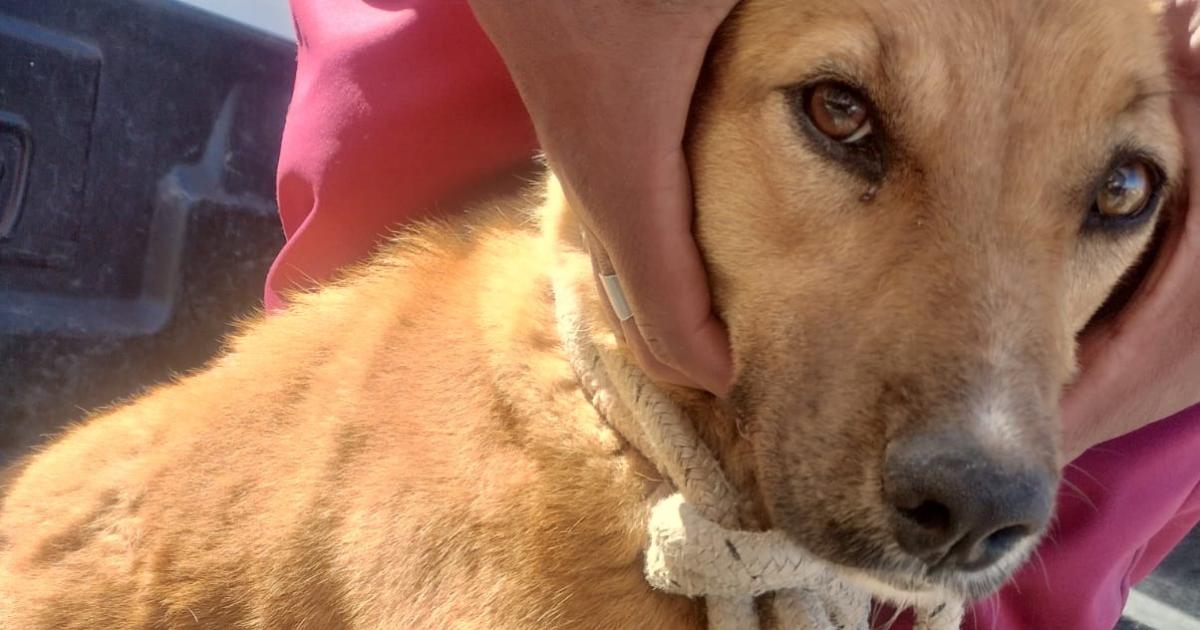 Un caso de crueldad animal que marcoacute un precedente judicial