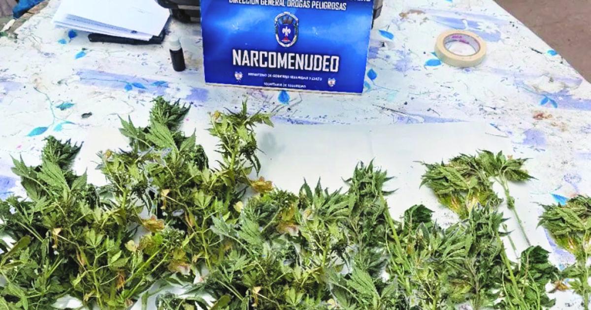 Delatoacute a su hermano ante la policiacutea- Tiene plantas de marihuana