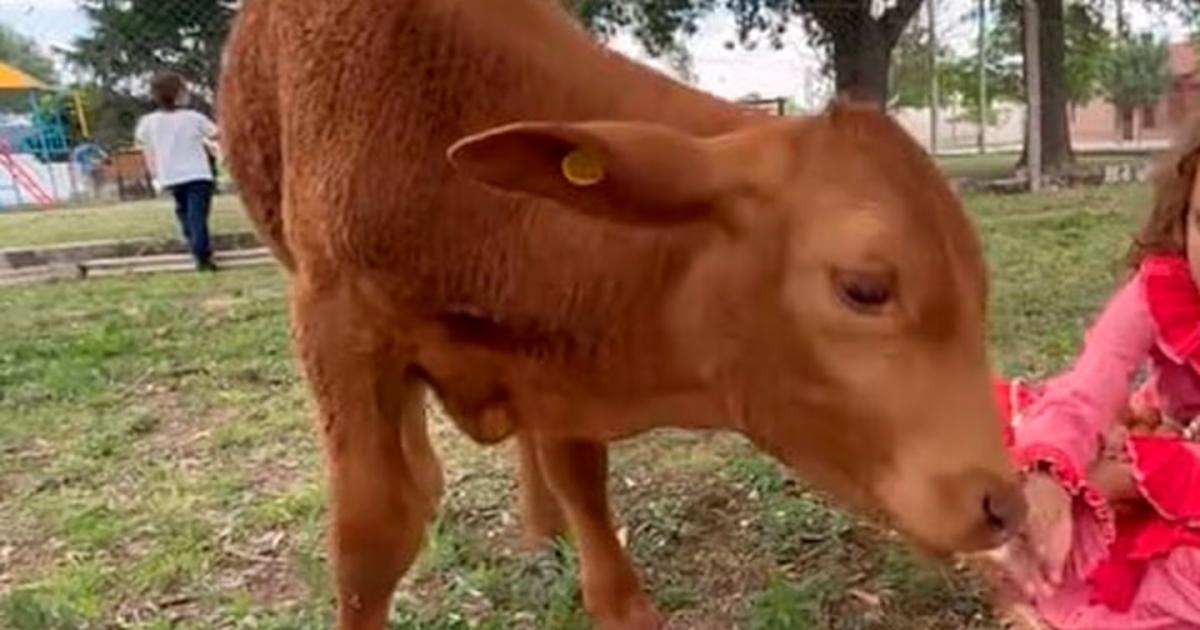 Santiaguentildeo carneoacute a Berni un ternero mascota de una escuela
