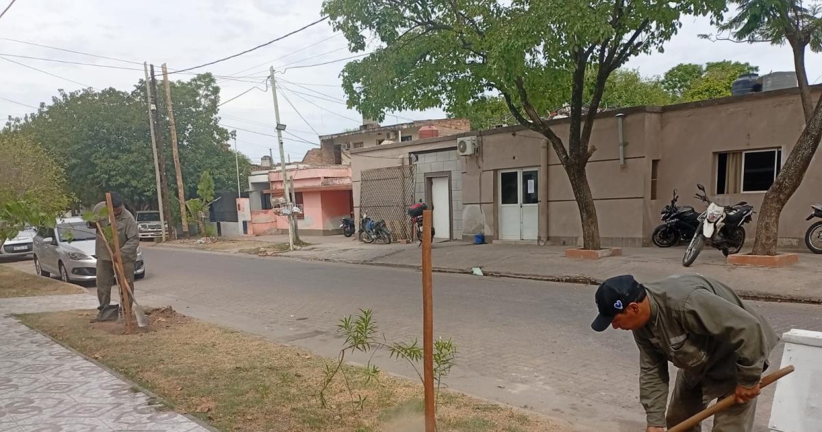 La Municipalidad trabaja en la plantacioacuten de maacutes de 2200 aacuterboles en las veredas del barrio San Martiacuten