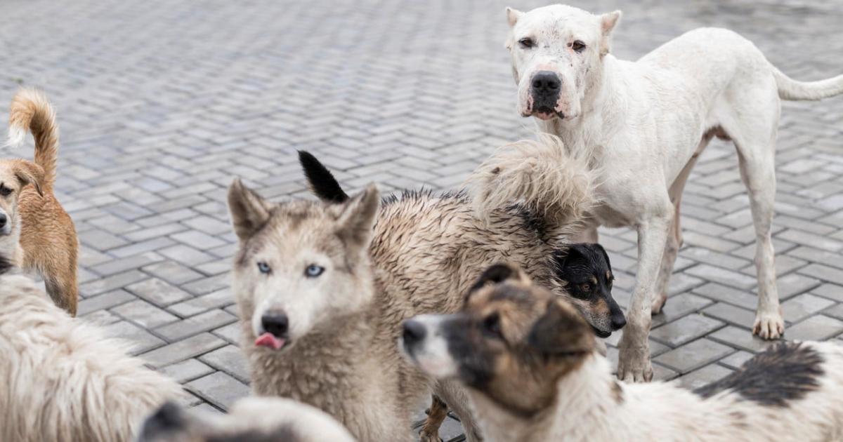 Horror- Envenenoacute a sus mascotas y se suicidoacute