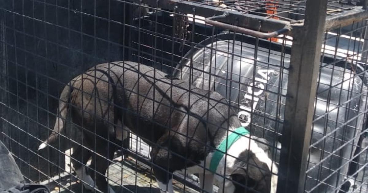 Su perro de raza Pitbull enloquecioacute y lo atacoacute- terminoacute en el Regional