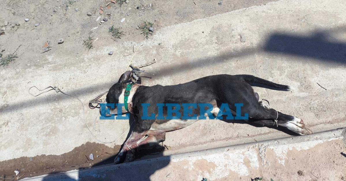 El Zanjoacuten- Un hombre fue atacado por su perro y vecinos asfixiaron al animal hasta matarlo