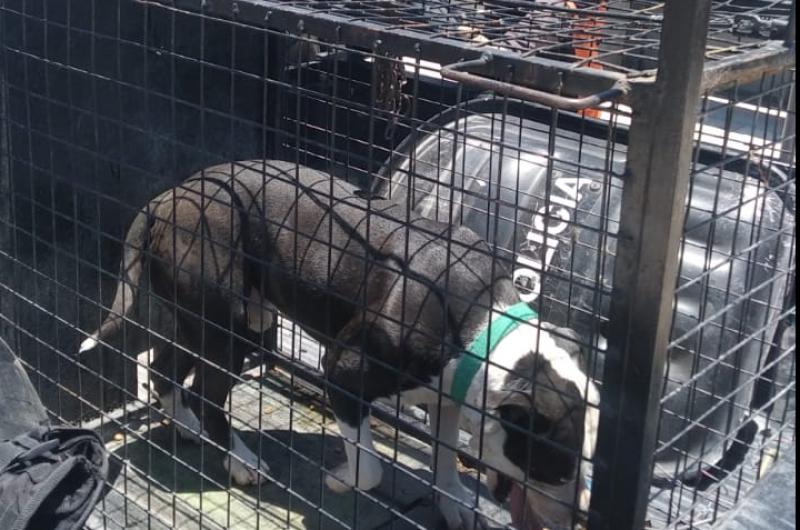 Su perro de raza Pitbull enloquecioacute y lo atacoacute- terminoacute en el Regional