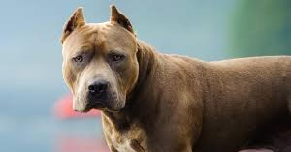 Su Pitbull lo atacoacute y los vecinos matar al animal
