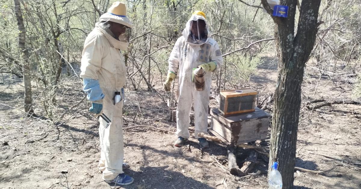 Desde el INTA capacitan sobre multiplicacioacuten de colmenas