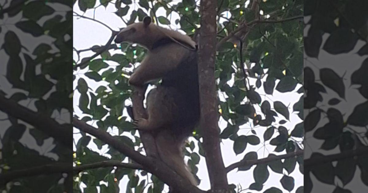El animal estaba en un �rbol y tuvieron que montar un operativo para rescatarlo