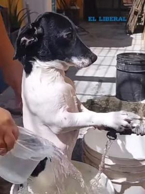 Cuando el calor no da tregua- el ingenio para refrescar a los perros se volvioacute viral