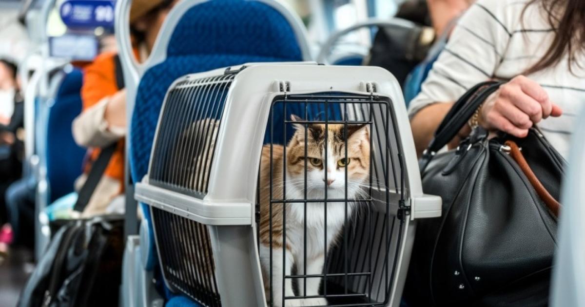 Por Ley  las mascotas podraacuten viajar en trenes y micros de larga distancia- cuaacuteles son los requisitos
