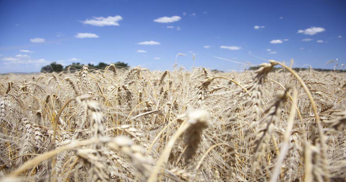 Reacutecord histoacuterico de exportaciones de trigo en diciembre- ingresariacutean maacutes de US500 millones