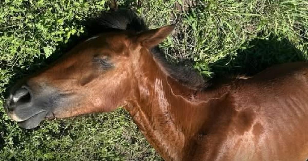 Piden ayuda para un caballo que fue atropellado y abandonado