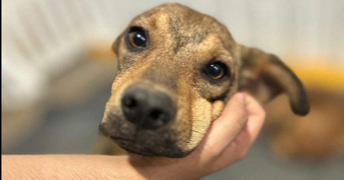 Intensifican la campantildea Maacutes luces cero ruidos por la fiesta de fin de antildeo