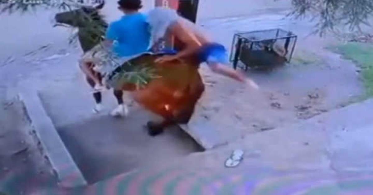 Intentaron robar en un kiosco la vendedora los echoacute y huyeron a caballo