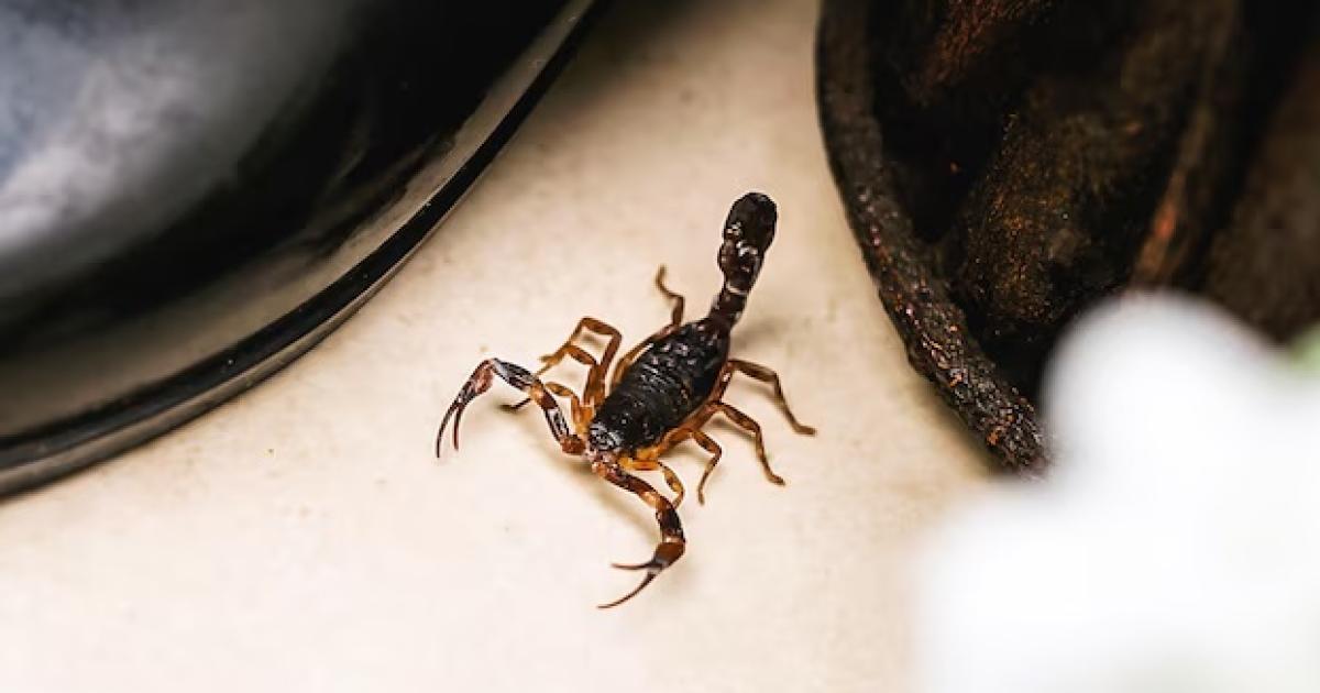 Recomendaciones ante la aparicioacuten o picadura de insectos venenosos