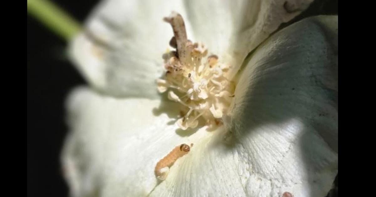 Advierten por presencia de la lagarta rosada en lotes de algodoacuten