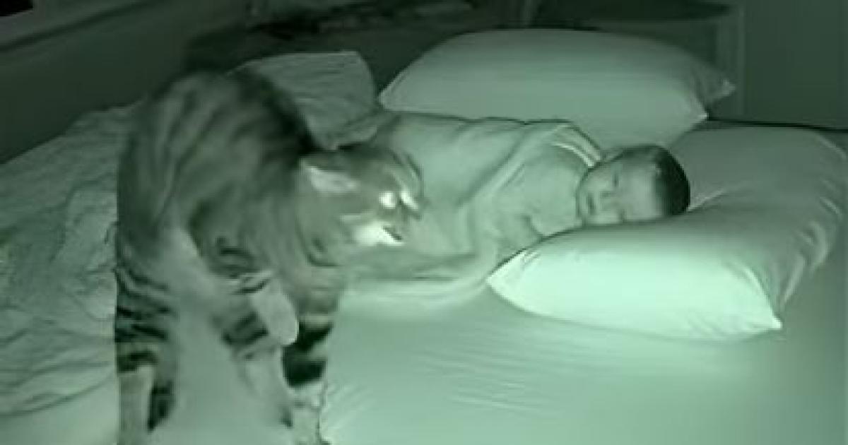 VIDEO- un gato protege a bebeacute de un ataque fantasma