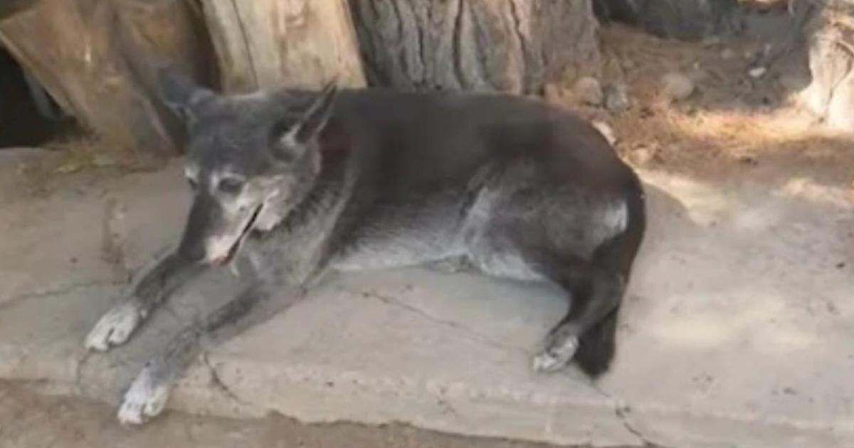 Escracharon a un hombre que dejoacute a su perro encerrado bajo el calor