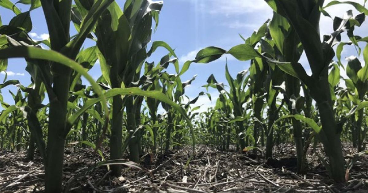 Productora rural afectada- maacutes de 220 millones de pesos es la peacuterdida por el dantildeo a su siembra