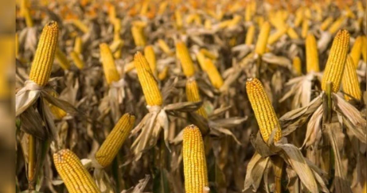 Ante una campantildea que se preveacute reacutecord la digitalizacioacuten redefine la rentabilidad del agro con un  nuevo modelo comercial