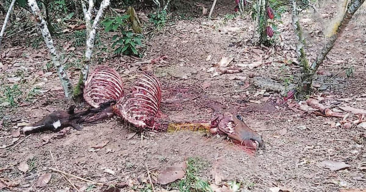 Salioacute unas horas de su casa y cuatreros le faenaron 2 yeguarizos