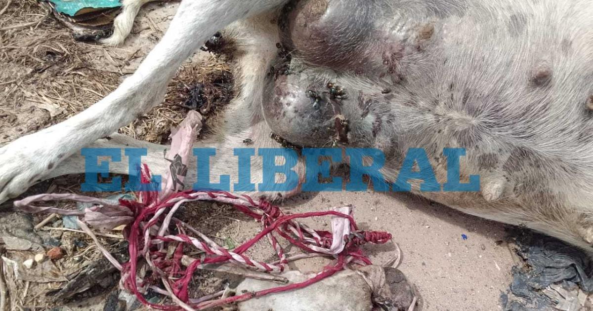 Una familia acusoacute a un joven de secuestrar a una perra prentildeada abrirla con un cuchillo y sacarle las criacuteas