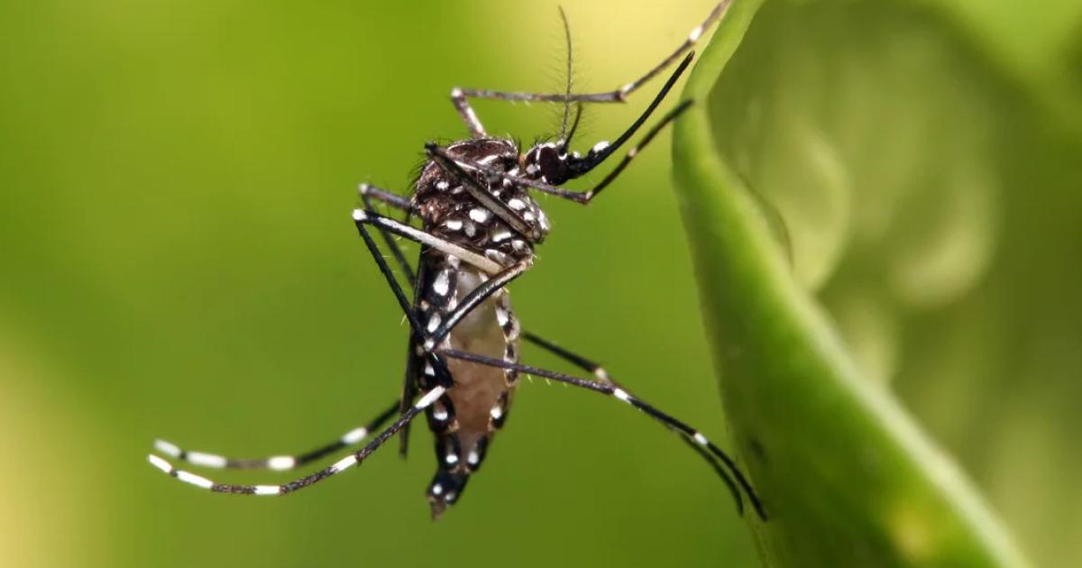 Dengue en expansioacuten- 14 casos confirmados y muacuteltiples cepas bajo vigilancia en el paiacutes