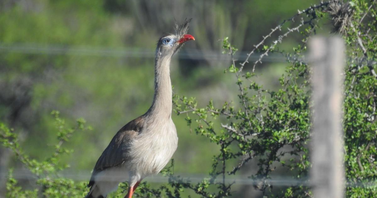 La Orco Chuña de Alto Bello - Fotografía- Daniel Lescano y José Navarro