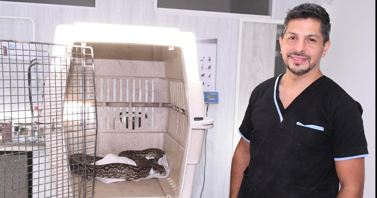 TRATAMIENTO El veterinario Kuhn informó que el ofidio est� estable