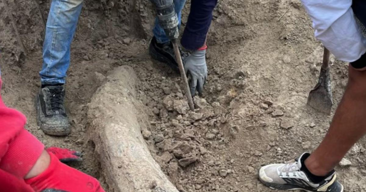 (Foto- Museo de Ciencias Naturales de Miramar)