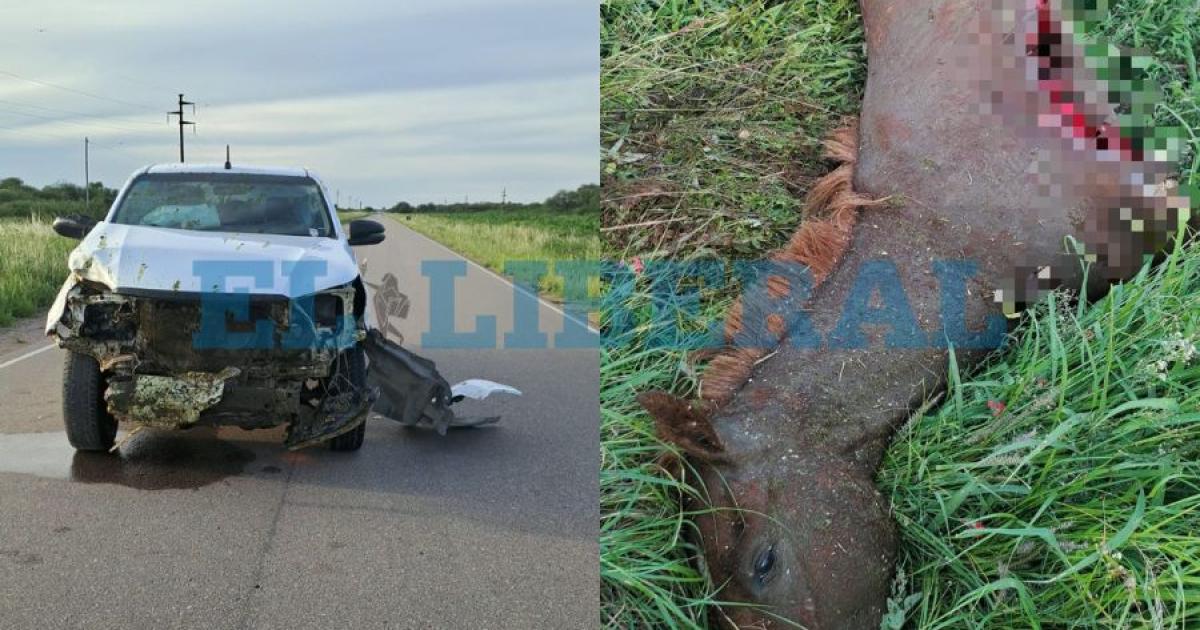 Una camioneta sufrioacute importantes dantildeos tras chocar contra un animal suelto