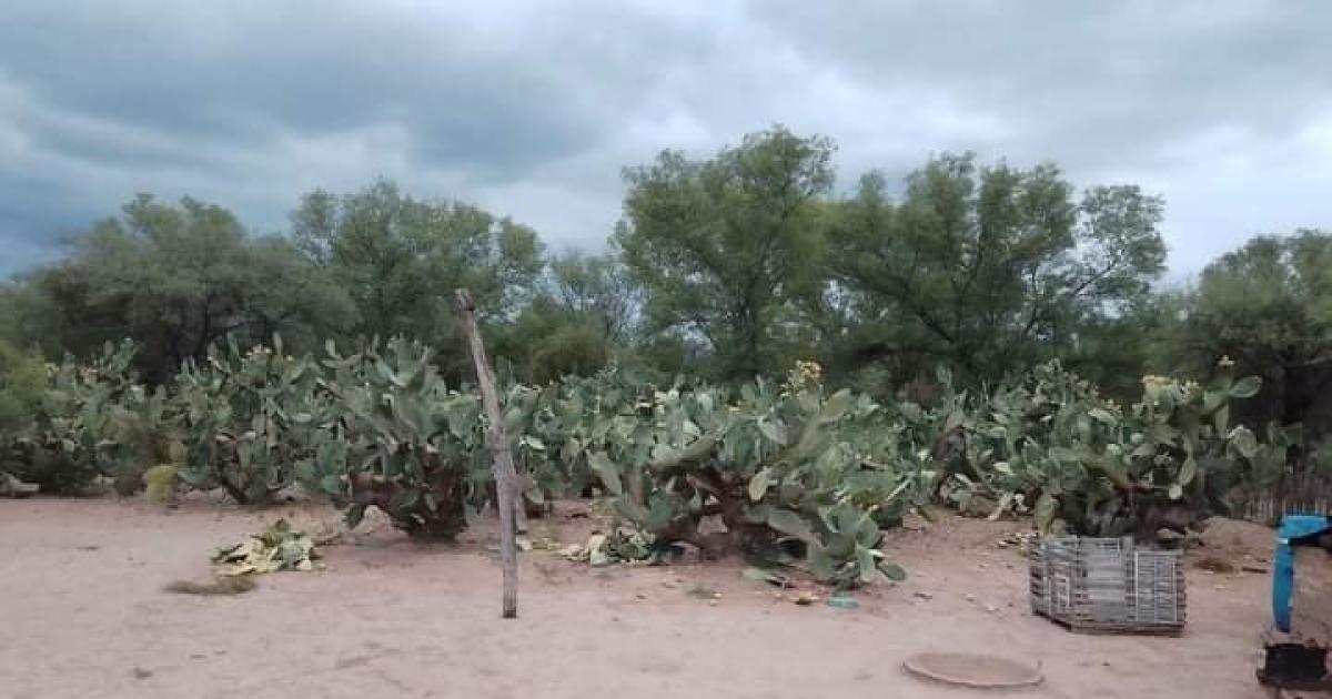 Arrope de tuna un postre tan rico como creador de oportunidades econoacutemicas para familias de Friacuteas