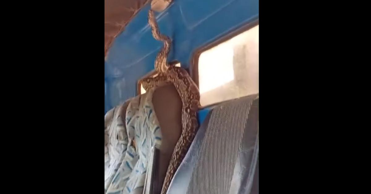 Una enorme lampalagua invade y se apodera de la cabina de un camioacuten