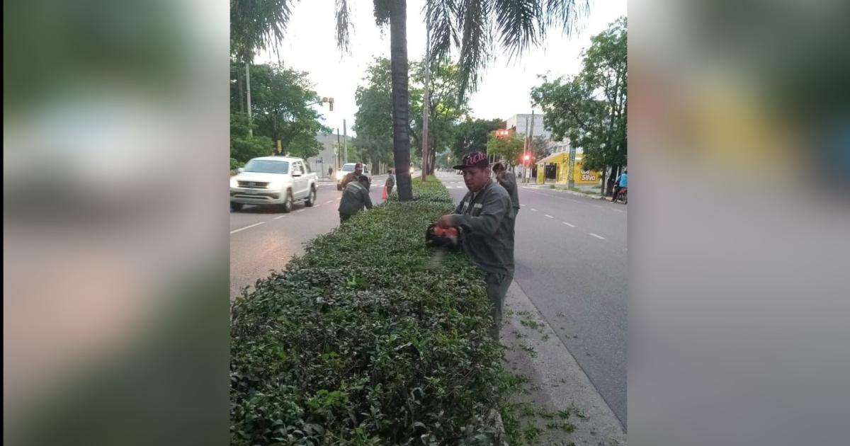 La Capital realiza la poda y el mantenimiento en la platabanda de Av Belgrano