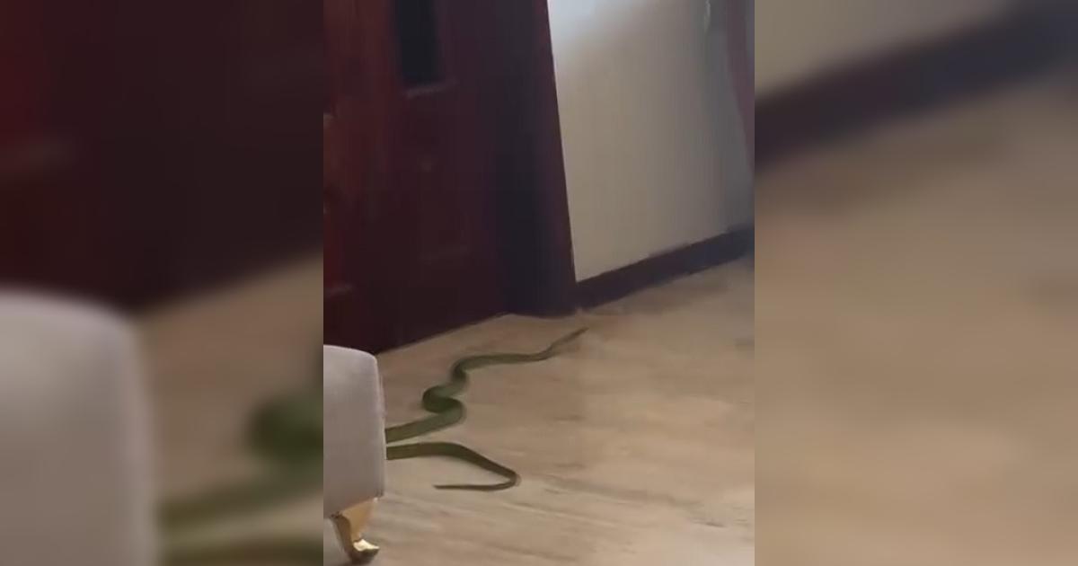 VIDEO  La aparicioacuten de una viacutebora sembroacute el paacutenico en una familia del interior santiaguentildeo