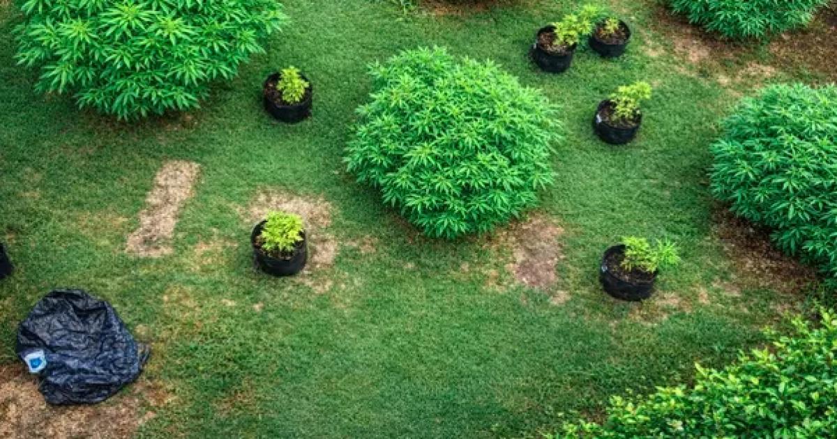 Policiacutea Antinarcotraacutefico secuestroacute 17 plantas de marihuana y detuvoacute a la duentildea de la huerta