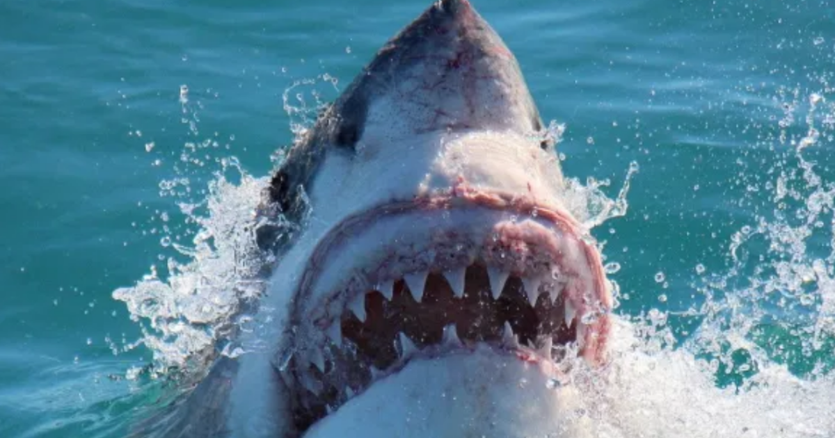 Un adolescente murioacute por el ataque de un tiburoacuten en una playa de Brasil