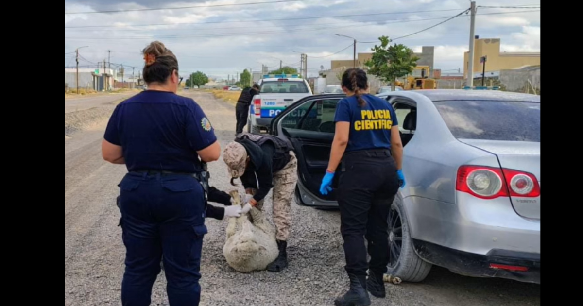 Los pararon en un control y les encontraron en el auto dos ovejas y un cordero