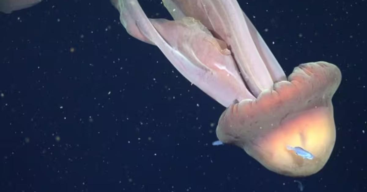 ROV SuBastian  Schmidt Ocean Institute