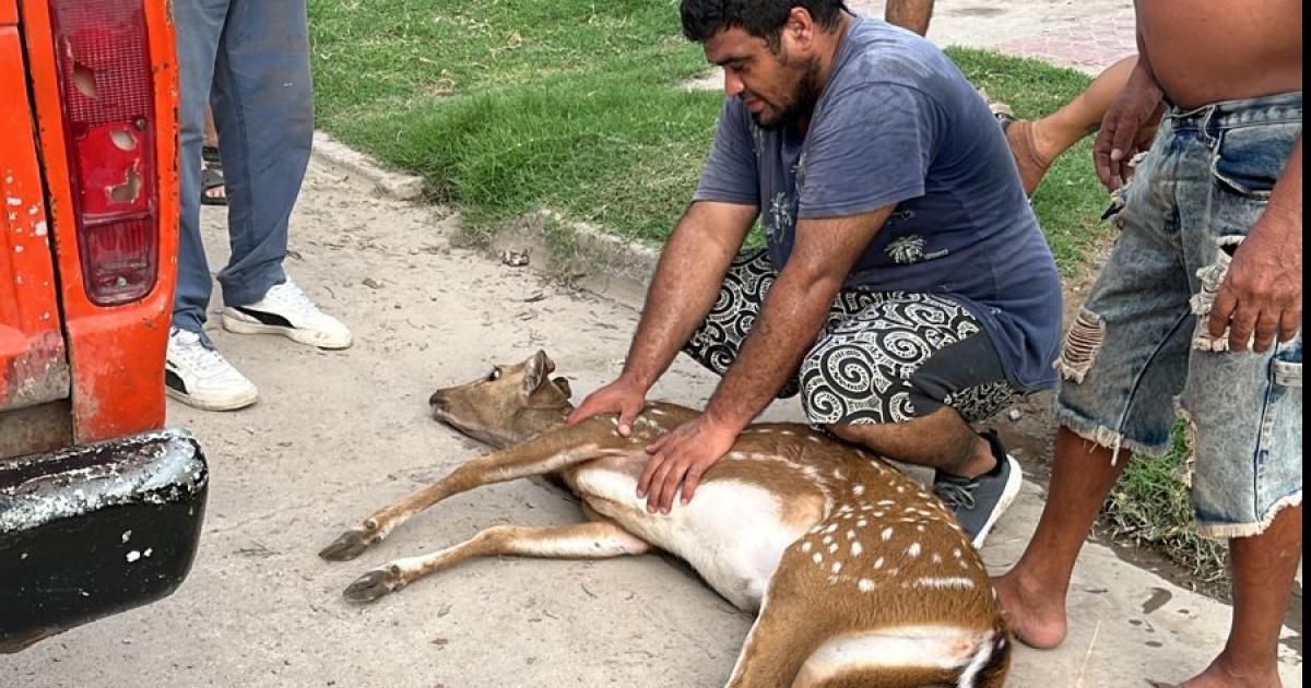 El ciervo que aparecioacute en el Bordm Los Telefoacutenicos estaacute bien cuidado sano y salvo en una reserva de Lavalle