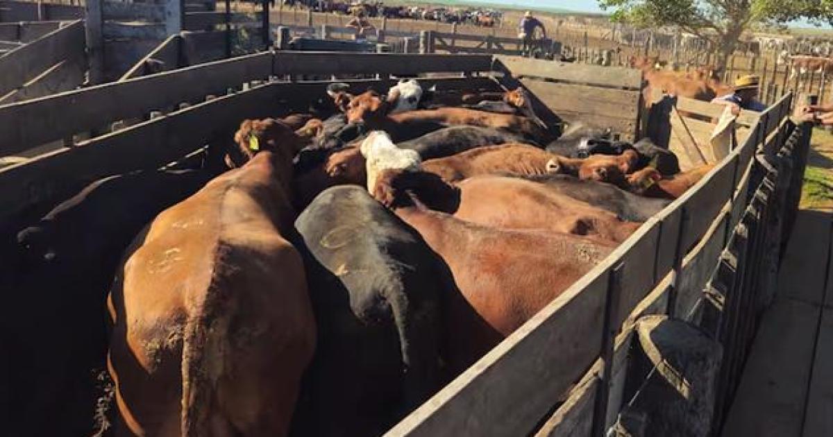 MILLONES- Si el negocio prosperaba hubiese representado una ganancia superior a los  120000000 La Fiscalía va tras los eslabones sueltos