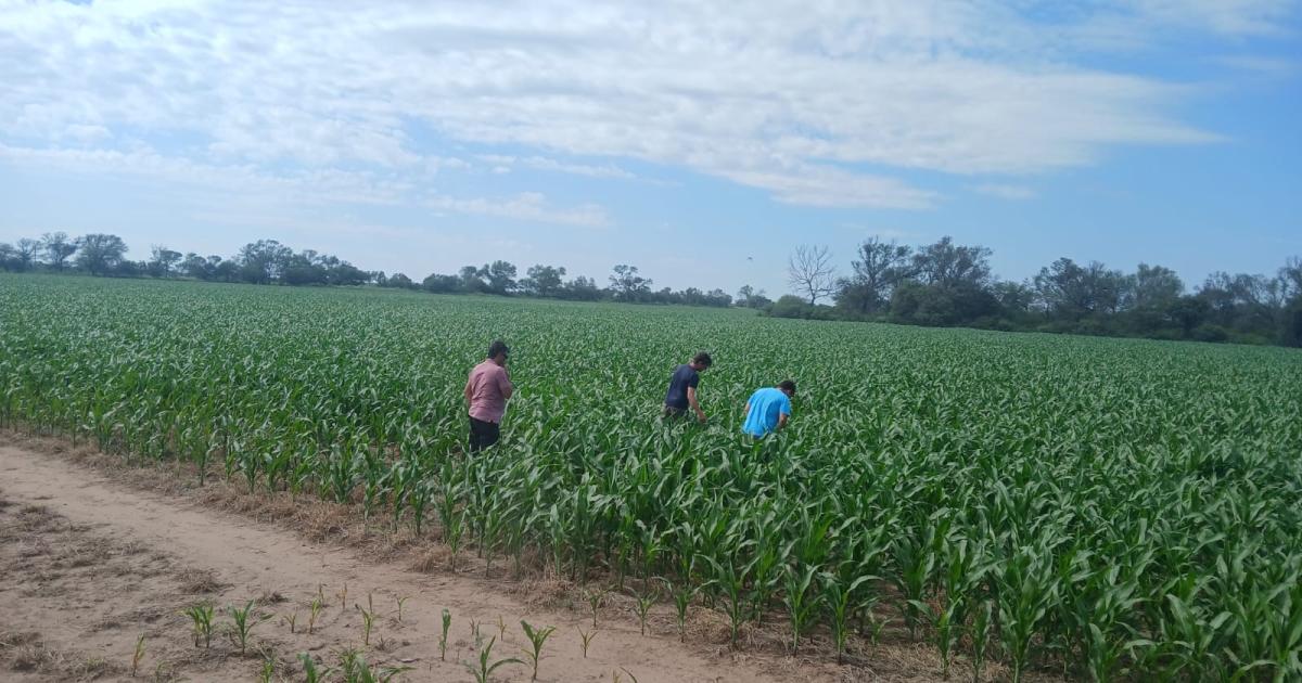 Volvioacute la chicharrita del maiacutez y se encendieron las alarmas en Friacuteas
