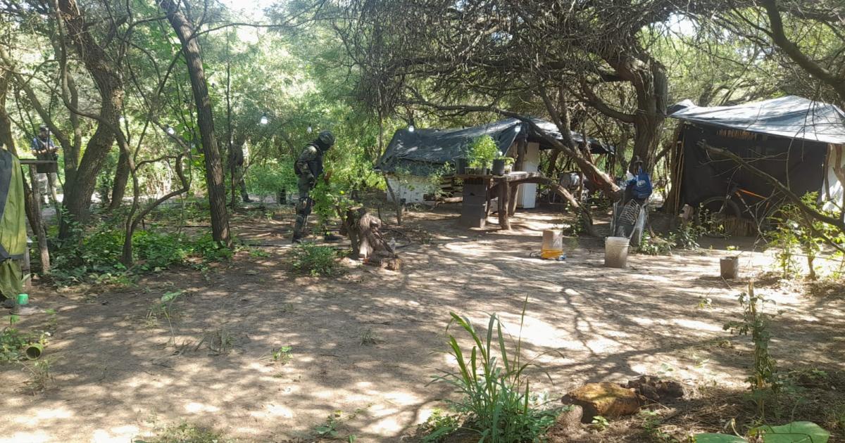 Allanamientos por drogas en La Banda- secuestran maacutes de mil plantas de marihuana y detienen a un hombre